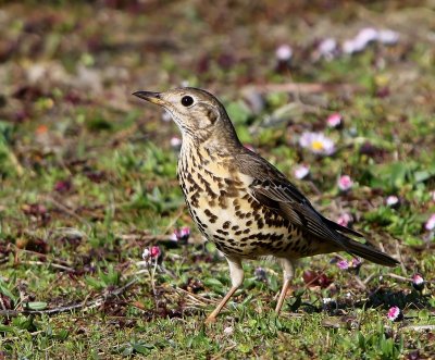 Grote Lijster - Mistle Thrush