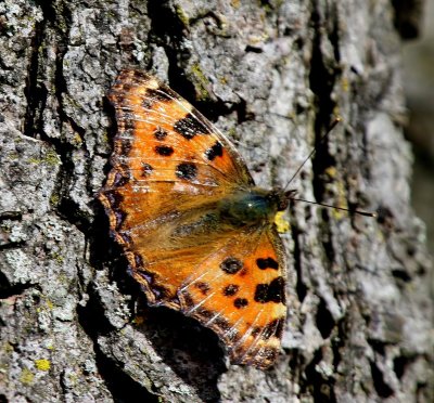Grote Vos - Large Tortoiseshell