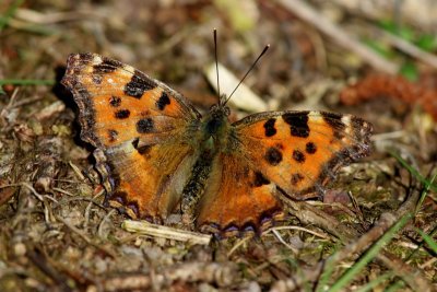 Grote Vos - Large Tortoiseshell