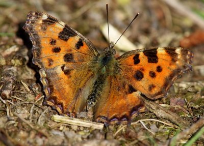 Grote Vos - Large Tortoiseshell