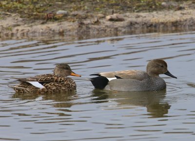 Krakeenden - Gadwalls