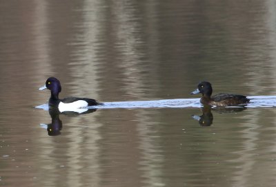 Kuifeenden - Tufted Ducks