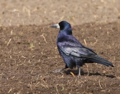 Roek - Rook