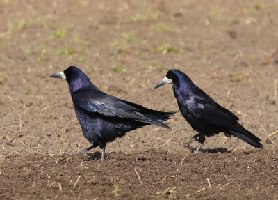 Roeken - Rooks