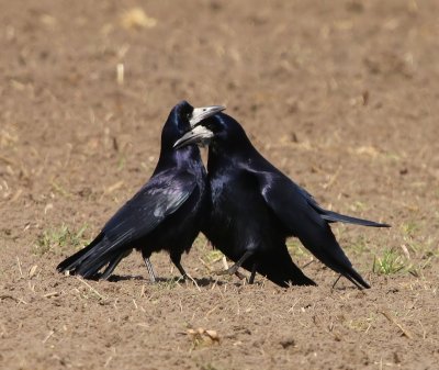 Roeken - Rooks