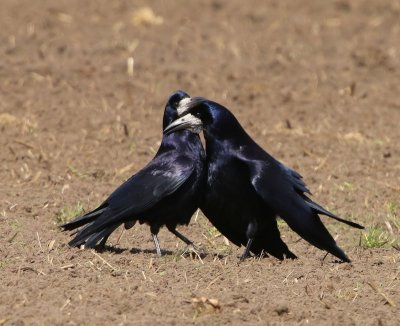 Roeken - Rooks