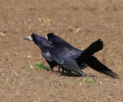 Roeken - Rooks