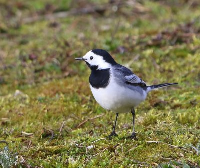 Witte Kwikstaart - White Wagtail