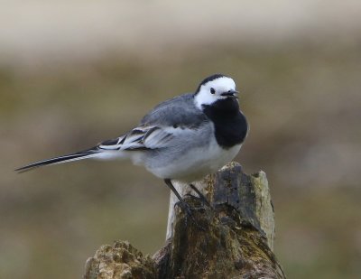 Witte Kwikstaart - White Wagtail