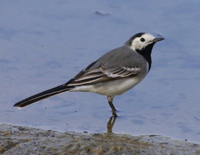 Witte Kwikstaart - White Wagtail