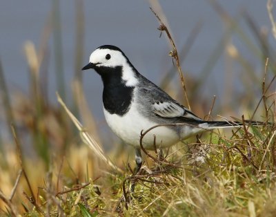 Witte Kwikstaart - White Wagtail