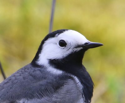 Witte Kwikstaart - White Wagtail