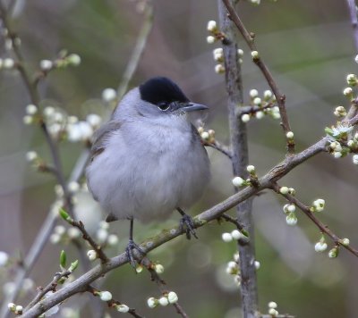 Zwartkop - Blackcap