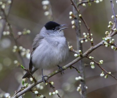 Zwartkop - Blackcap