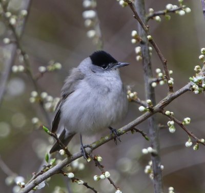 Zwartkop - Blackcap