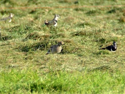 Griel - Stone-curlew