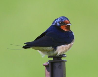 Boerenzwaluw - Barn Swallow