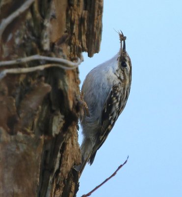 Boomkruiper - Short-toed Treecreeper