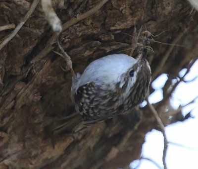 Boomkruiper - Short-toed Treecreeper