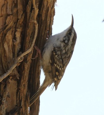 Boomkruiper - Short-toed Treecreeper