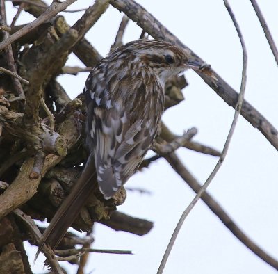 Boomkruiper - Short-toed Treecreeper