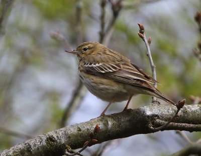 Boompieper - Tree Pipit