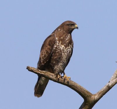 Buizerd - Common Buzzard