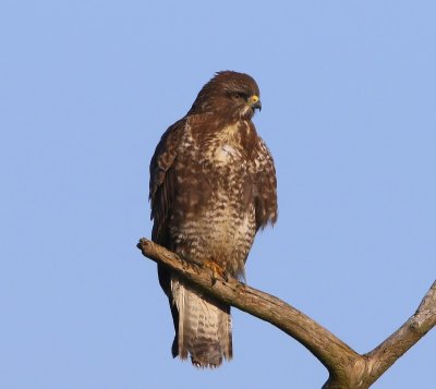 Buizerd - Common Buzzard