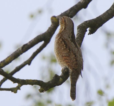 Draaihals - Eurasian Wryneck