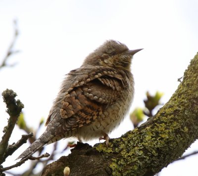 Draaihals - Eurasian Wryneck
