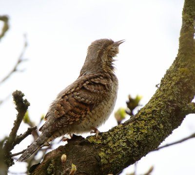 Draaihals - Eurasian Wryneck