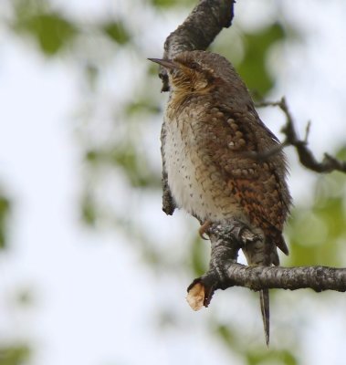 Draaihals - Eurasian Wryneck