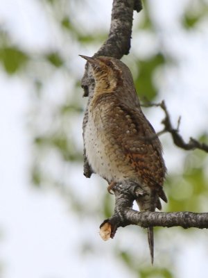 Draaihals - Eurasian Wryneck