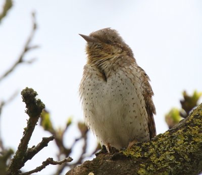 Draaihals - Eurasian Wryneck
