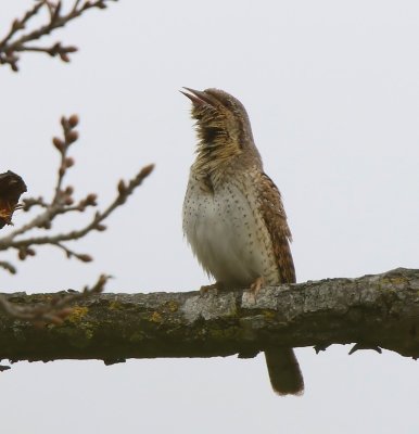 Draaihals - Eurasian Wryneck