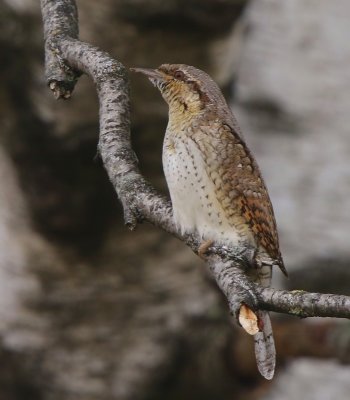 Draaihals - Eurasian Wryneck