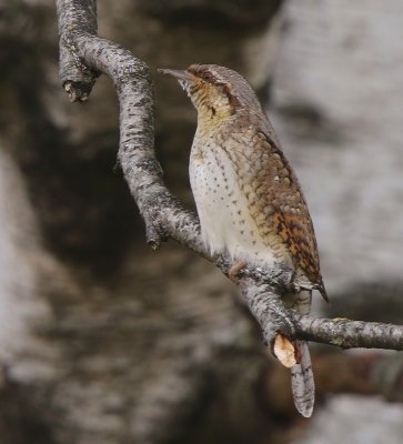 Draaihals - Eurasian Wryneck