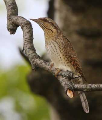 Draaihals - Eurasian Wryneck