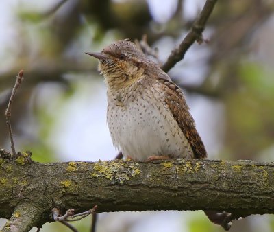 Draaihals - Eurasian Wryneck