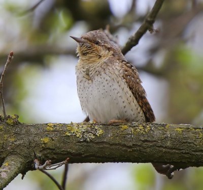Draaihals - Eurasian Wryneck