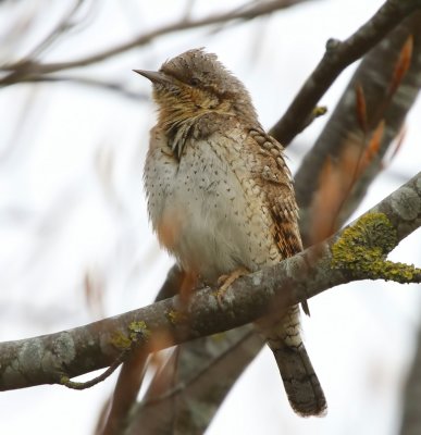 Draaihals - Eurasian Wryneck
