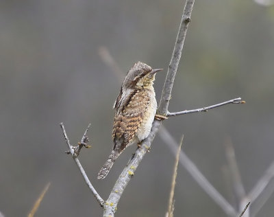 Draaihals - Eurasian Wryneck