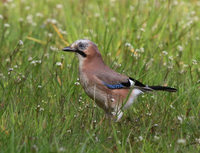 Gaai - Eurasian Jay