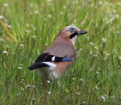 Gaai - Eurasian Jay