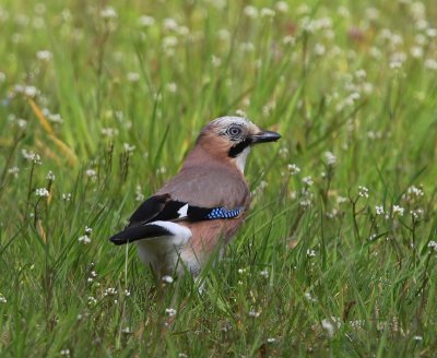 Gaai - Eurasian Jay