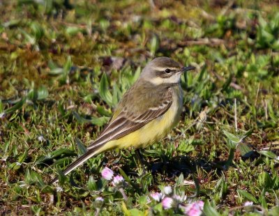Gele Kwikstaart - Blue-headed Wagtail