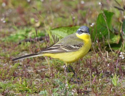 Gele Kwikstaart - Blue-headed Wagtail