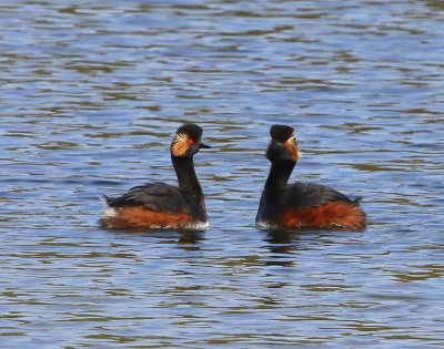 Geoorde Futen - Black-necked Grebes