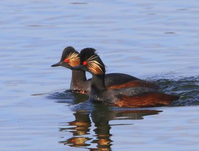 Geoorde Futen - Black-necked Grebes