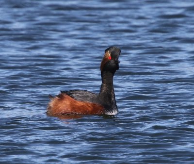 Geoorde Fuut - Black-necked Grebe